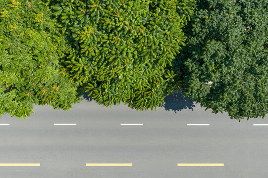 Aerial View of Tree-Lined Road