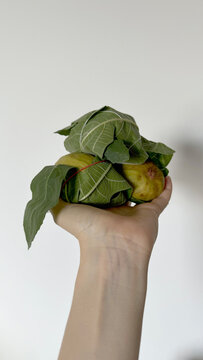 Holding green figs wrapped in leaves in a hand