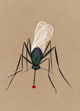 Mosquito biting human skin