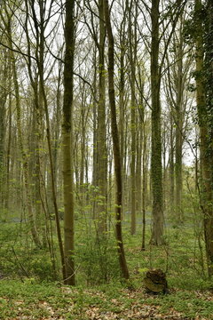 For&ecirc;t de jeunes h&ecirc;tres au printemps avec des jacinthes mauves par endroits parmi les orties au bois de Halle (Brabant Flamand) 