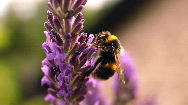 Bumble bee climbing on lavender flower for nectar