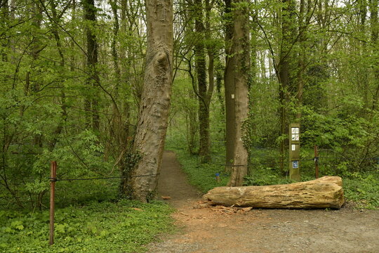 Bois coup&eacute; le long d'un chemin dans la for&ecirc;t du bois de Halle au printemps (Brabant Flamand)