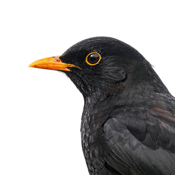 Blackbird Profile Close-up With Bright Orange Beak Isolated on Black wildlife animal