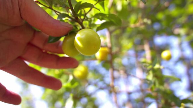 Hand picking yellow damson plum fruit from tree