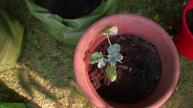 Young Broccoli vegetable plant in plant pot