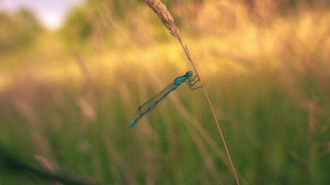 Common blue damselfly hanging onto tall grass