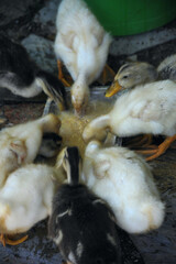 Cute Ducklings Eating © ibrahimtaylan