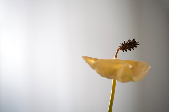Close-up macro shot of a dried and wilted anthurium flower, featuring a pale yellow spathe and dark, spiky spadix against a soft, bright background.