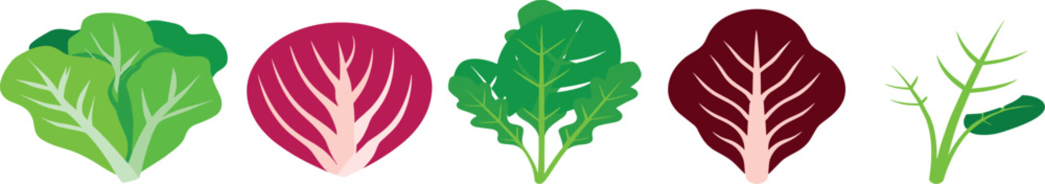 Fresh salad greens and leafy vegetables icon set featuring lettuce spinach radicchio and kale isolated vector
