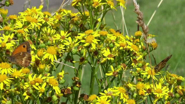 Butterflies collecting nectar from the yellow flowers of Jacobaea vulgaris (common ragwort) growing along the North Sea coast