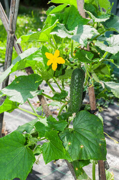 Cucumber Growing on Garden Trellis