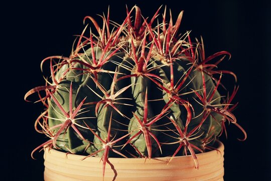 Close-up of Ferocactus Latispinus called devil's tongue. It has spikes of red thorns that appear to be tongues sticking out. Black background