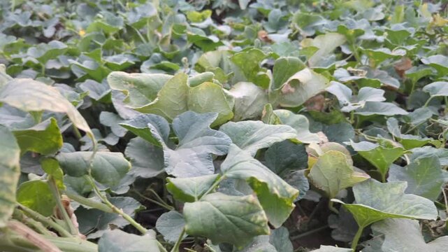 Lush Green Melon Field Foliage