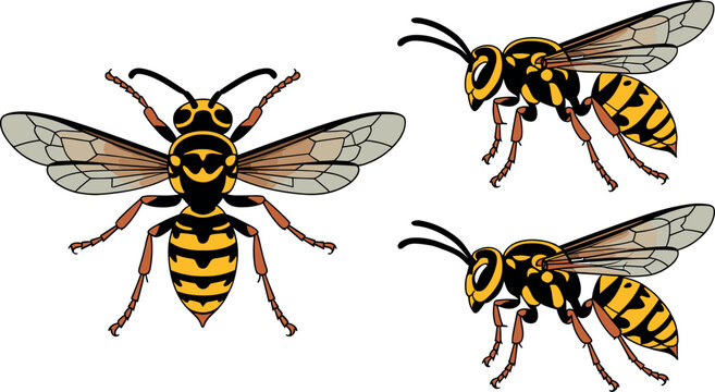 Wasp and hornet insect vector set showing top view and side profile isolated on white background