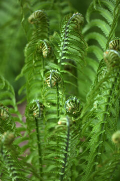 Lush New Fern Fronds
