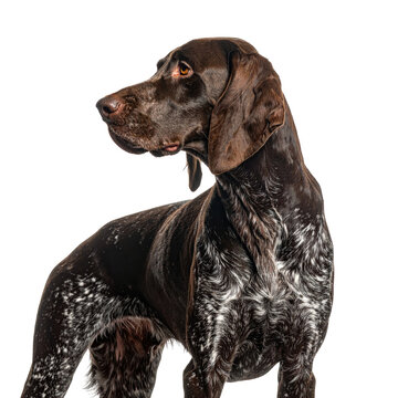 German Shorthaired Pointer Dog Profile on Black Background animal canine