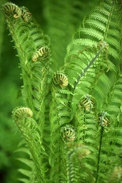 Lush New Fern Fronds
