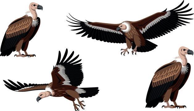 Griffon vulture bird character set in flying and standing poses isolated on a white background vector