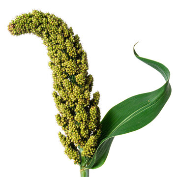 Green Sorghum Panicle with Leaf on Black Background grain plant