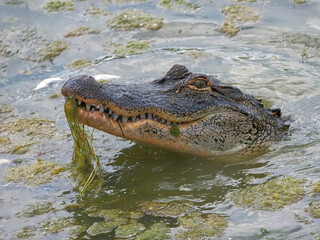 Fototapeta premium American alligator swimming in saltwater marsh. 