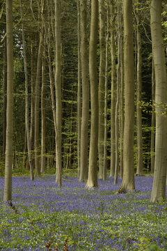 Tapis mauve aux pied des h&ecirc;tres par de milliers de jacinthes sauvages au bois de Halle (Brabant Flamand)