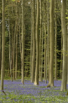 Tapis mauve aux pied des h&ecirc;tres par de milliers de jacinthes sauvages au bois de Halle (Brabant Flamand)
