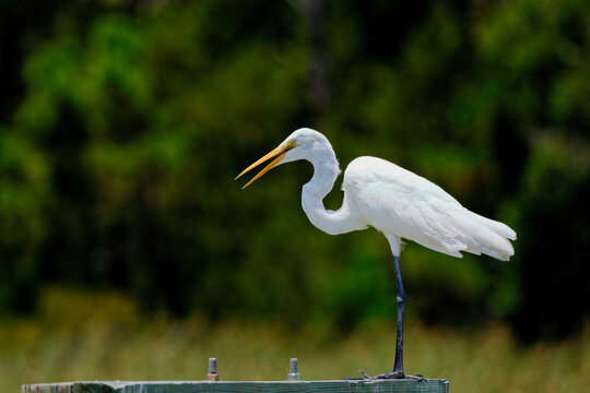 Great egret stalking among reedy water's edge in saltwater marsh. 