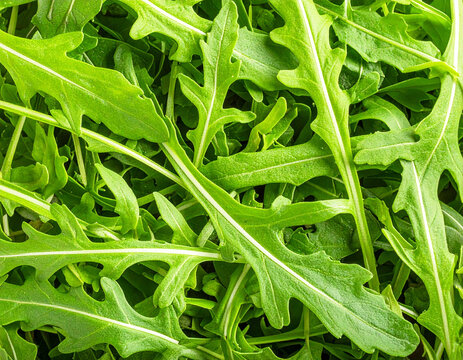 Arugula background, full frame, top view. AI