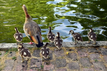 Nilgansfamilie am Ententeich im Stadtgarten in Freiburg © christiane65