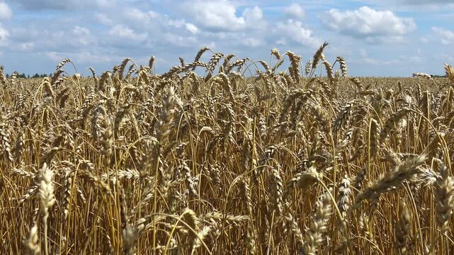 Wheat ears (Triticum aestivum) swaying in the wind against a clear blue sky