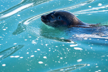Harbor seal (Phoca vitulina) in Gravneset, Svalbard, Norway © Angela