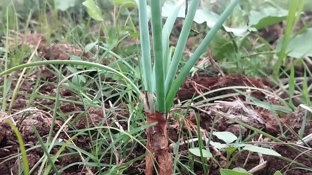 Medium eye level shot of a green scallion plant and surrounding wild grass trembling subtly in an agricultural field.