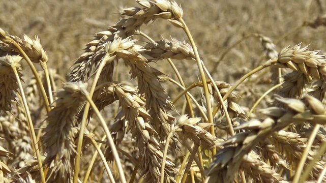 Wheat ears (Triticum aestivum) swaying in the wind against a clear blue sky