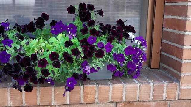 Vibrant purple and dark petunia flowers cascade from window boxes on a brick ledge