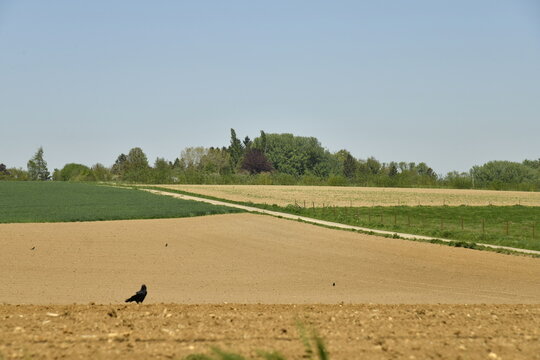Route de campagne longeant un champ &agrave; peine sem&eacute; &agrave; la Bruy&egrave;re (Namur)