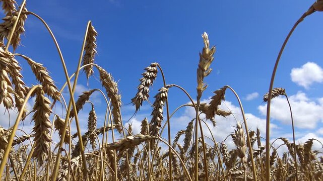 Wheat ears (Triticum aestivum) swaying in the wind against a clear blue sky