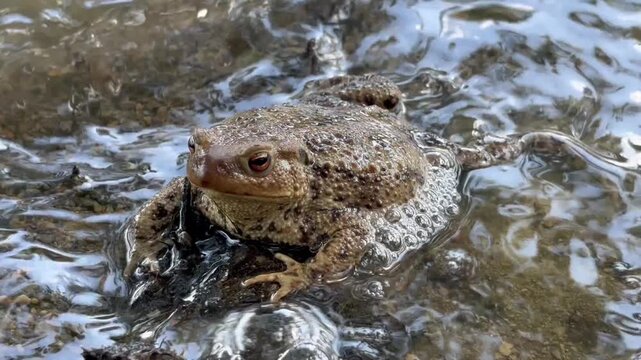 Nahaufnahme einer Erdkr&ouml;te am Wasserrand an einem See