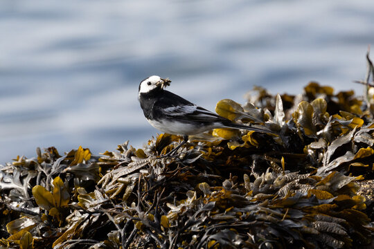 Wagtail (Motacilla alba) with food in its beak, standing on seaweed with the water behind, Wales, UK
