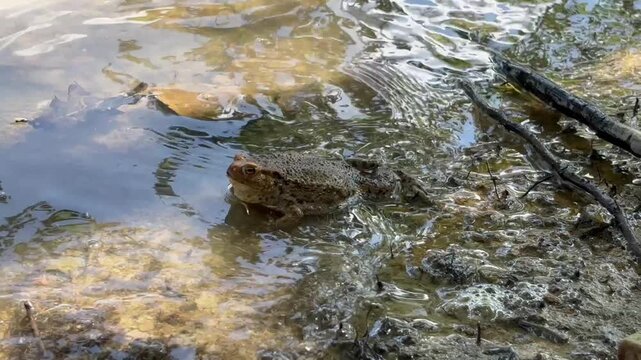 Nahaufnahme einer Erdkr&ouml;te , Bufo Bufo, am Wasserrand