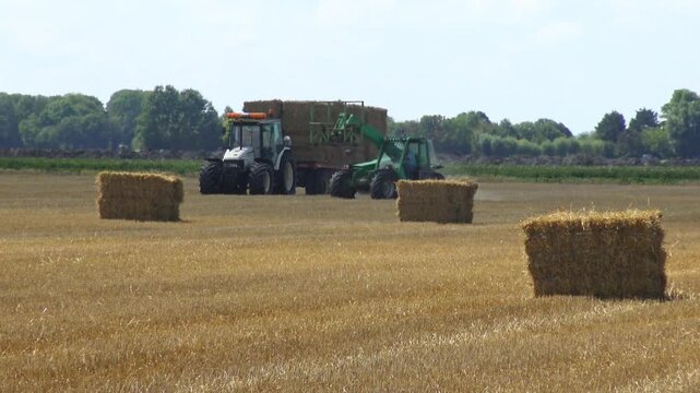 Tractor harvesting an agricultural field by baling straw into large round hay bales after crop harvest.