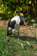Obraz premium A saddleback yabiru sitting on the grass on a clear sunny day. Birds, ornithology, and wildlife.