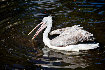 Obraz premium Curly-haired pelican swimming in a pond on a clear sunny day. Birds, ornithology, and wildlife.