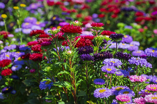field of aster flowers