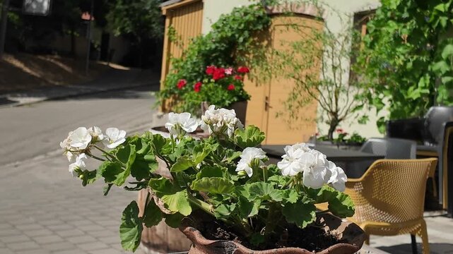 Charming outdoor cafe setting with blooming geraniums and rustic barrels