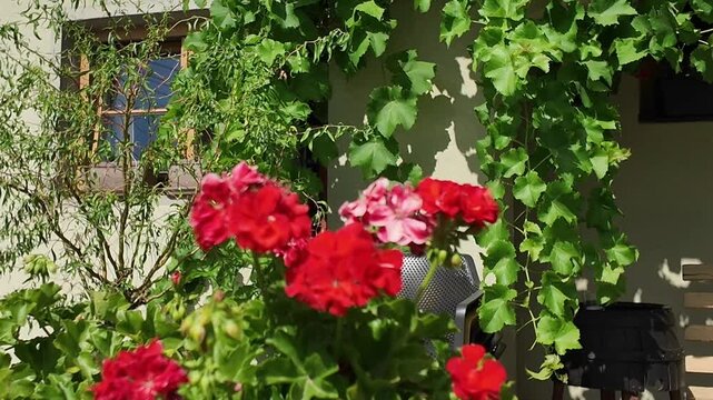 Vibrant red geraniums bloom in front of a charming winery building