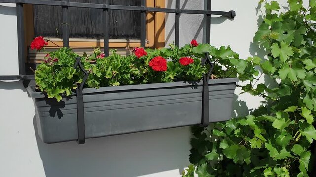 Bright red geraniums bloom in a window box with lush green foliage