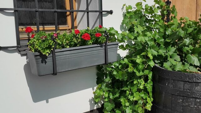 Charming balcony with blooming geraniums and lush green vines in a barrel planter