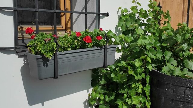 Vibrant red geraniums bloom in a window box with lush green vines nearby