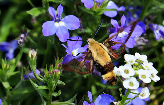 Serial of Snowberry Clearwing (Hemaris diffinis), a type of day-flying moth commonly known as a hummingbird moth. 