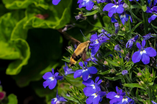 Serial of Snowberry Clearwing (Hemaris diffinis), a type of day-flying moth commonly known as a hummingbird moth. 